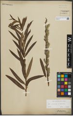 Foto von Salix purpurea L. x Salix viminalis L.